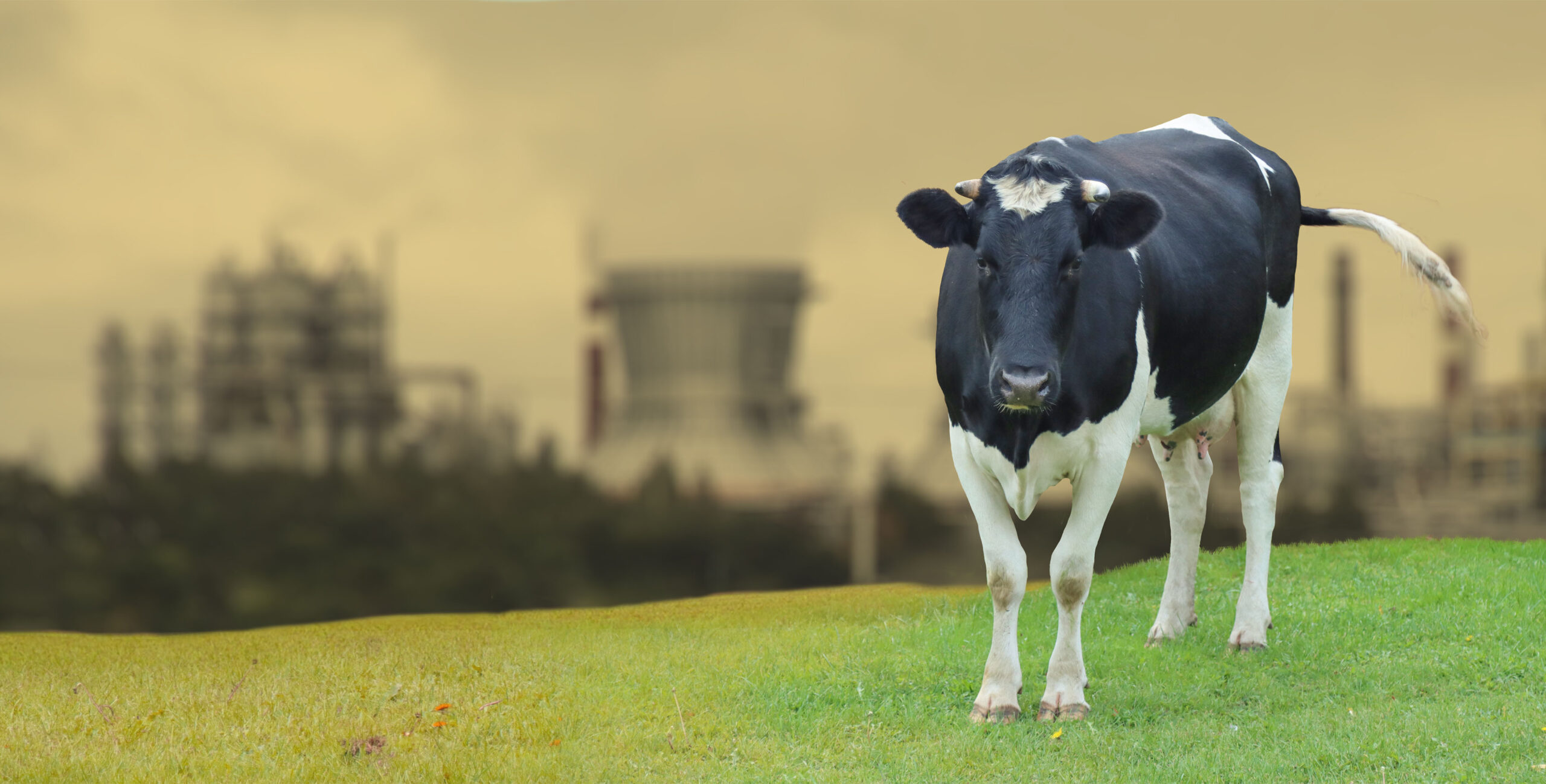 A cow grazing against the backdrop of an industrial area.