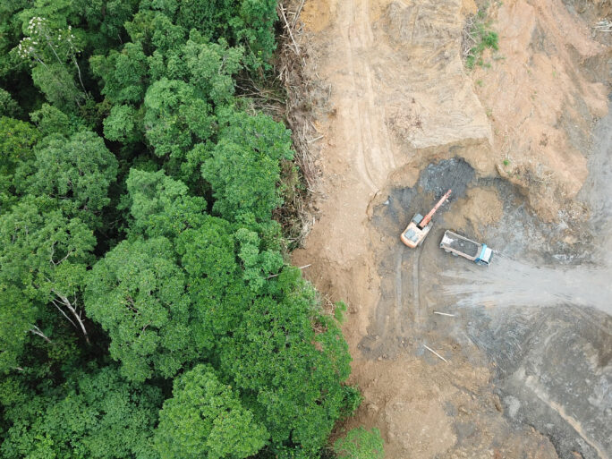 Trees and deforestation