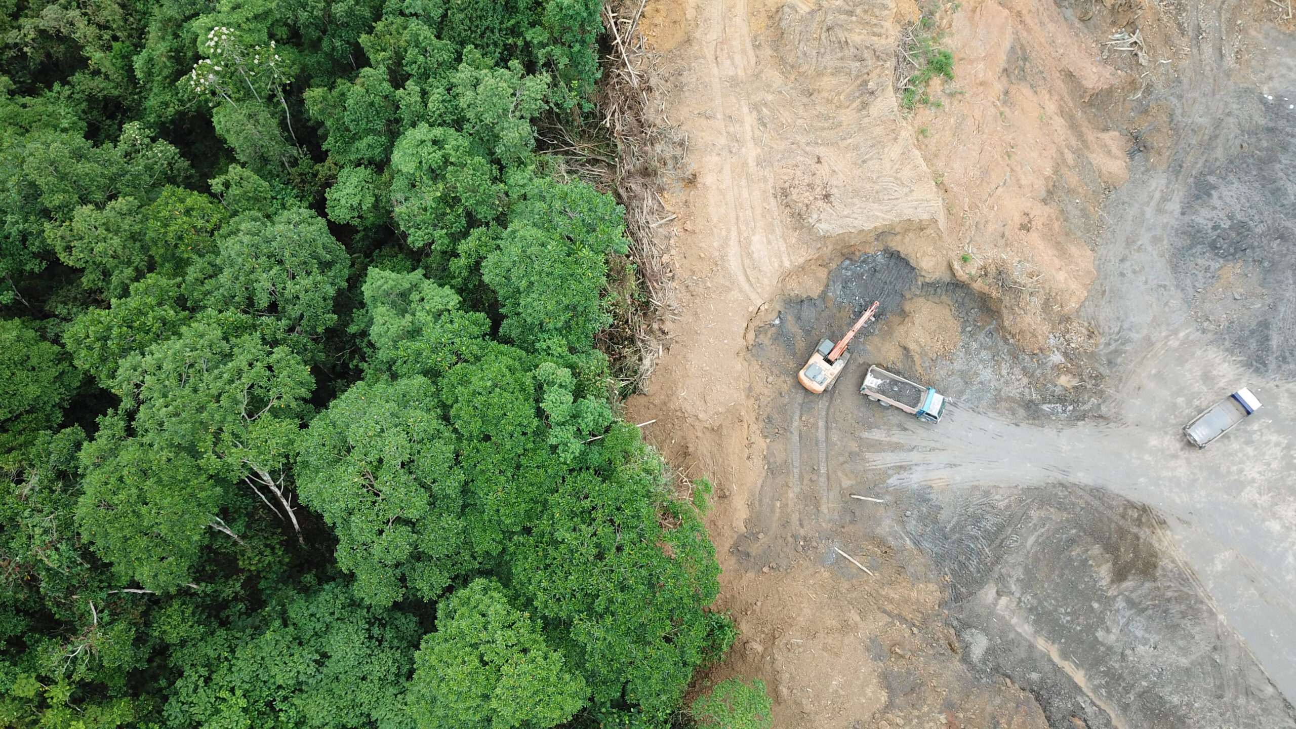 Trees and deforestation