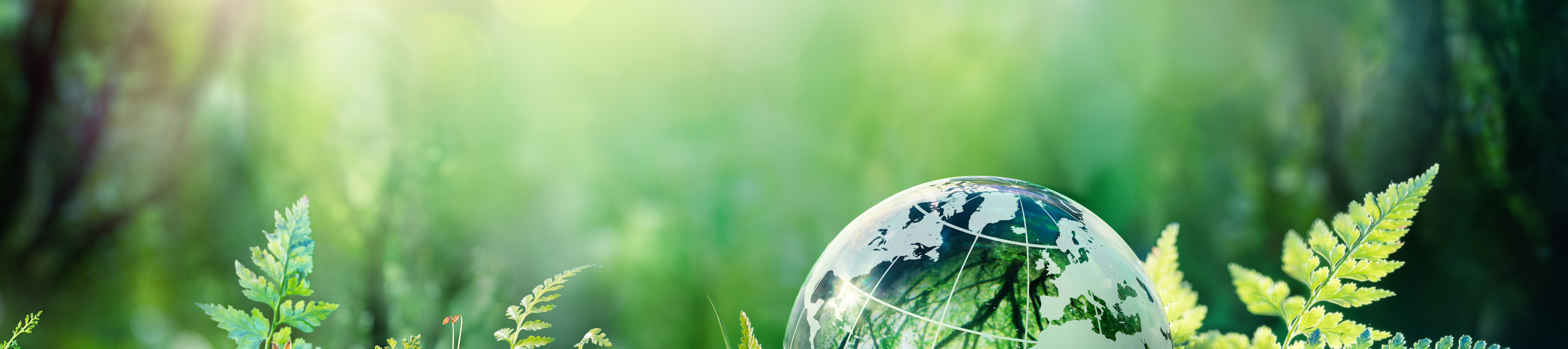 Globe moss in forest iStock.