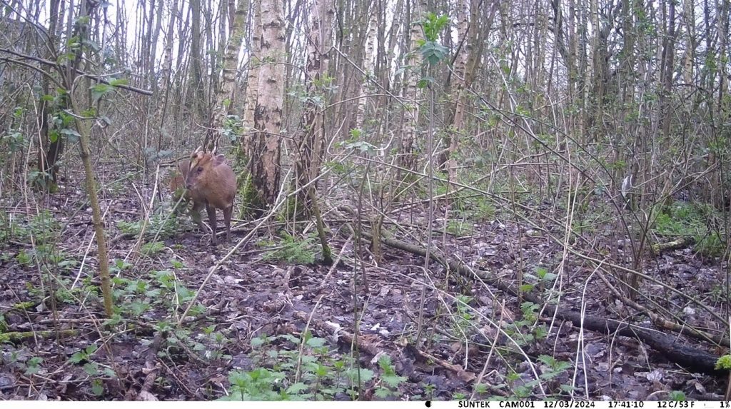 Deer captured on wildlife camera