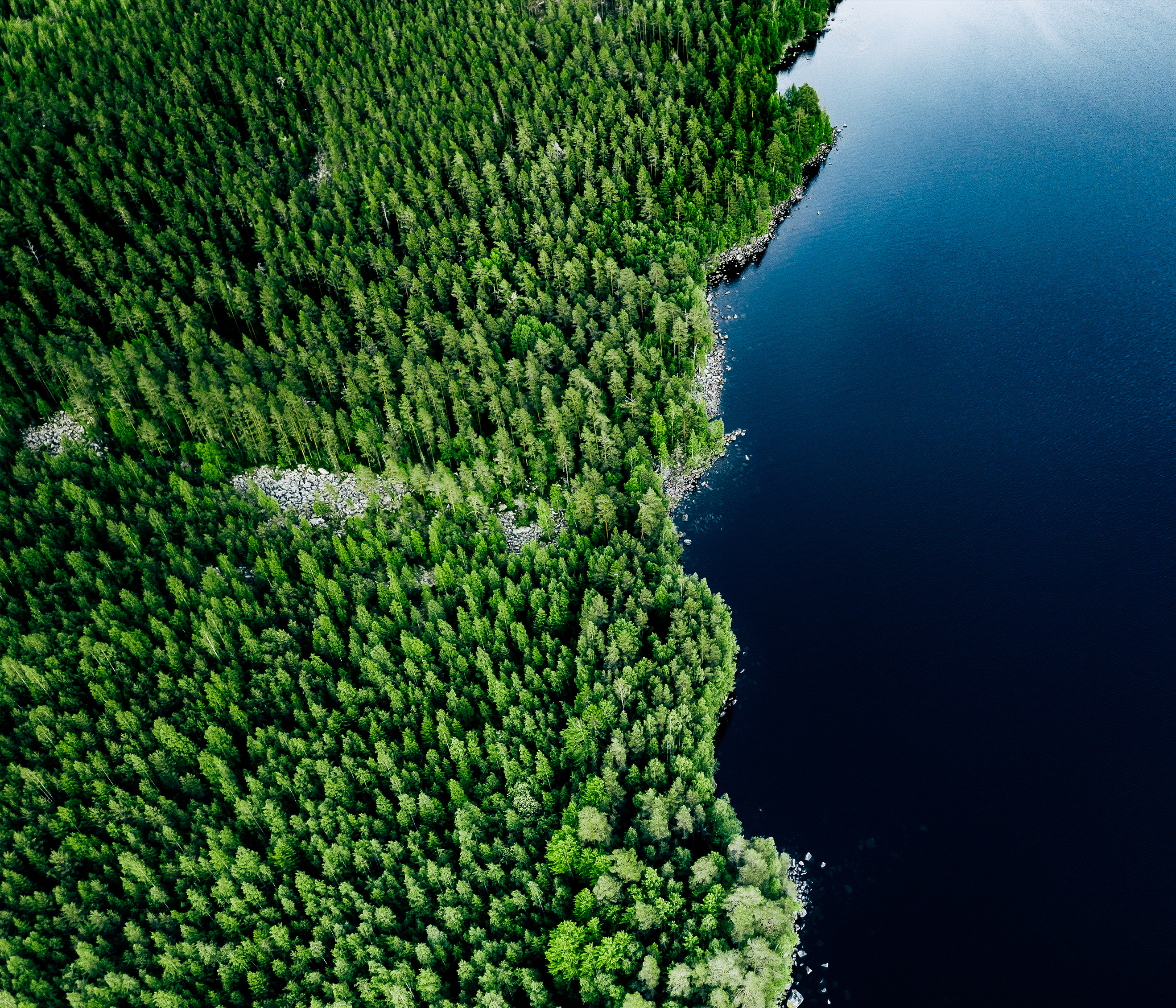 Forest and lake from space