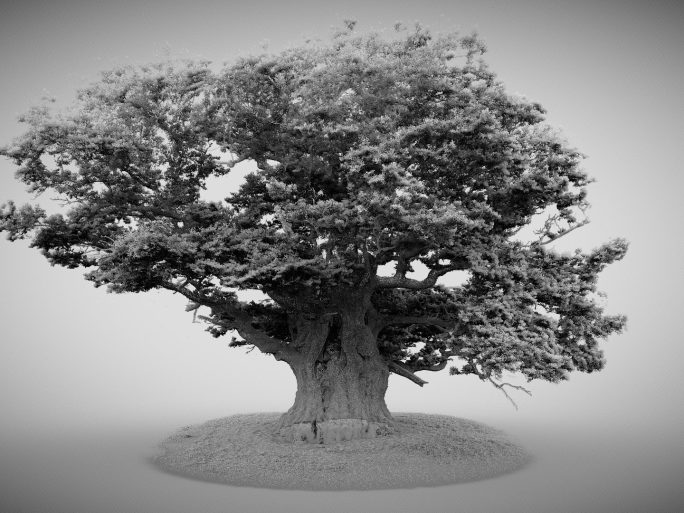 lidar image of large oak