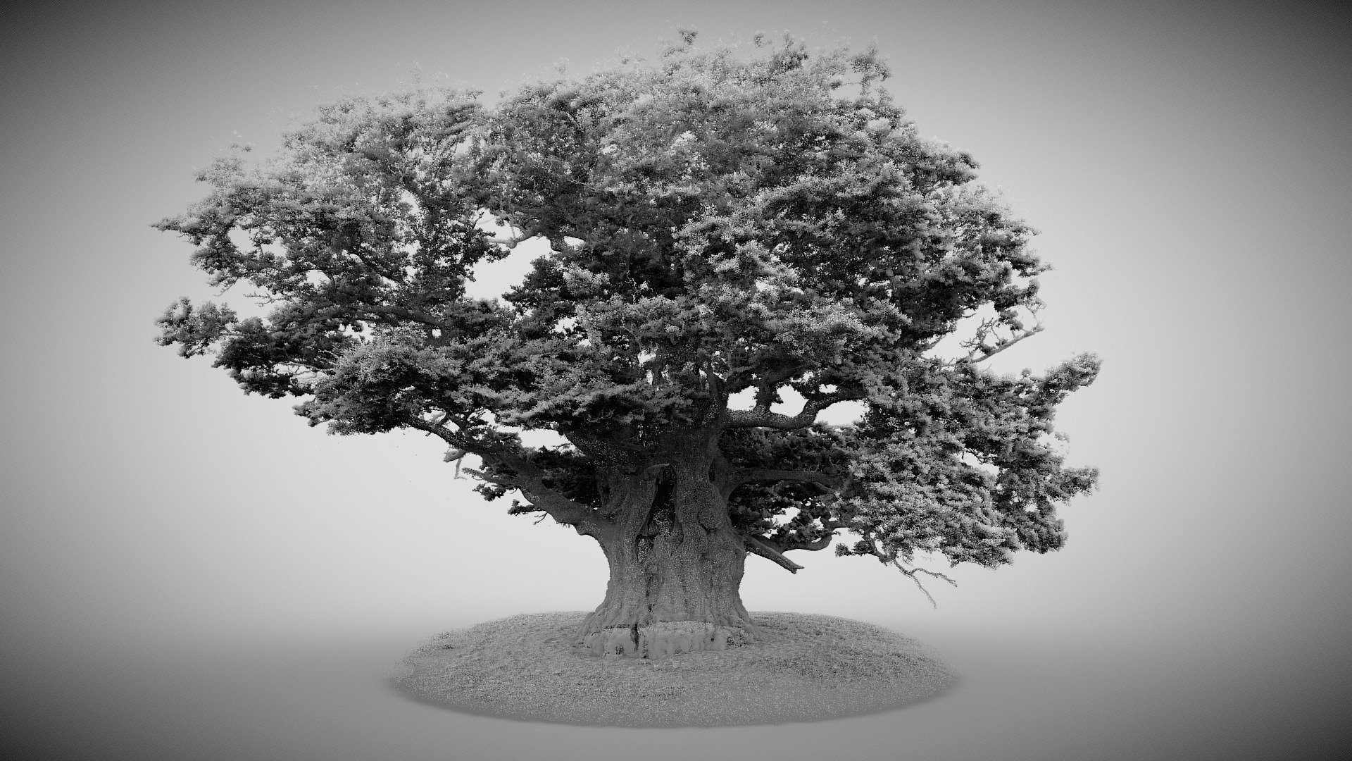 lidar image of large oak